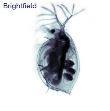 Brightfield