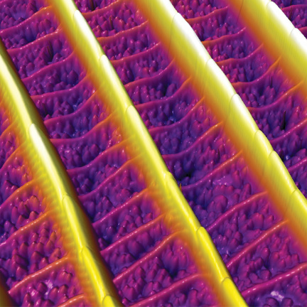 Detail šupiny křídla motýla Pieris rapae snímaného v AC režimu na vzduchu, 10 µm sken.
